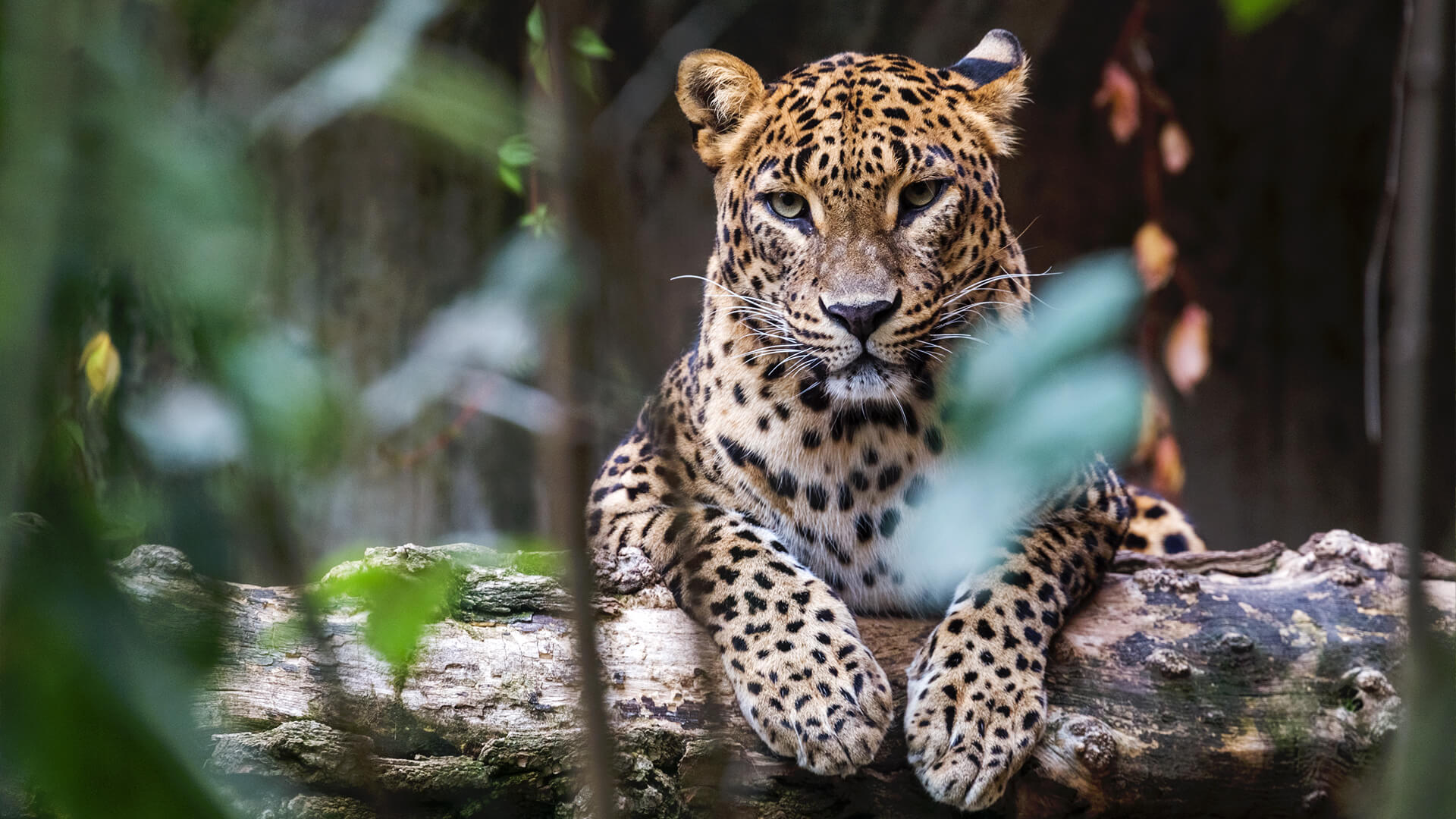 sri lanka leopard asian