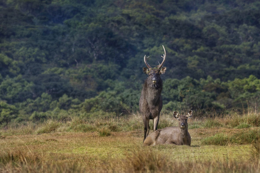 Two-sambar-deer-one-seated-and-one-standing-in-a-wild-1
